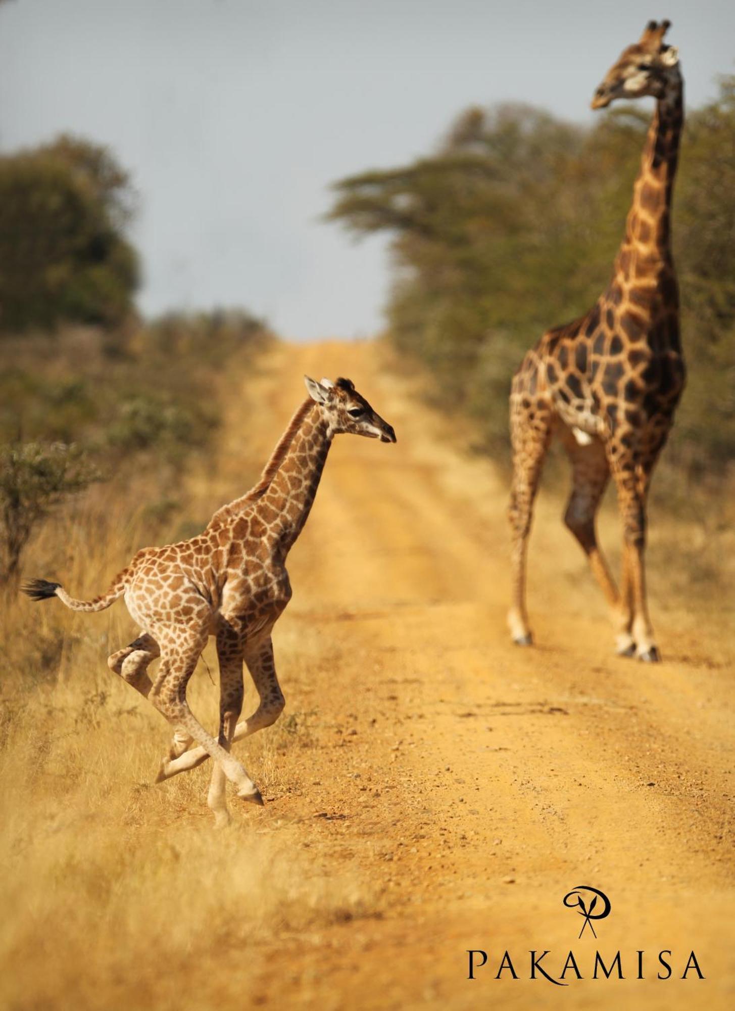 Pakamisa Private Game Reserve Pongola Exterior foto